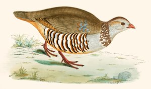 Barbary Partridge